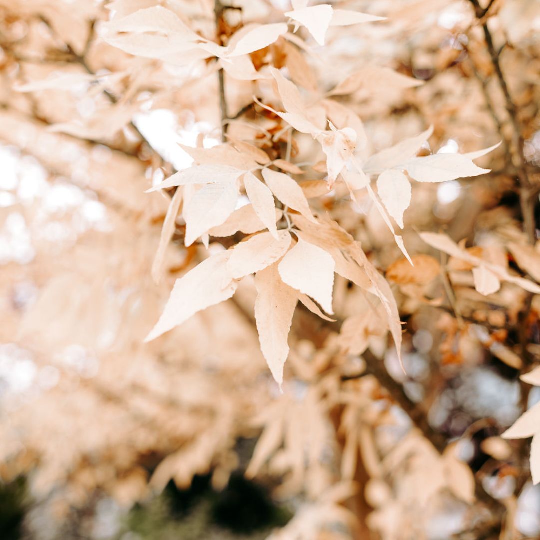 Soft beige fall leaves on a tree